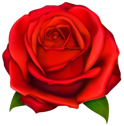 a picture of a rose|rose pictures clip art.